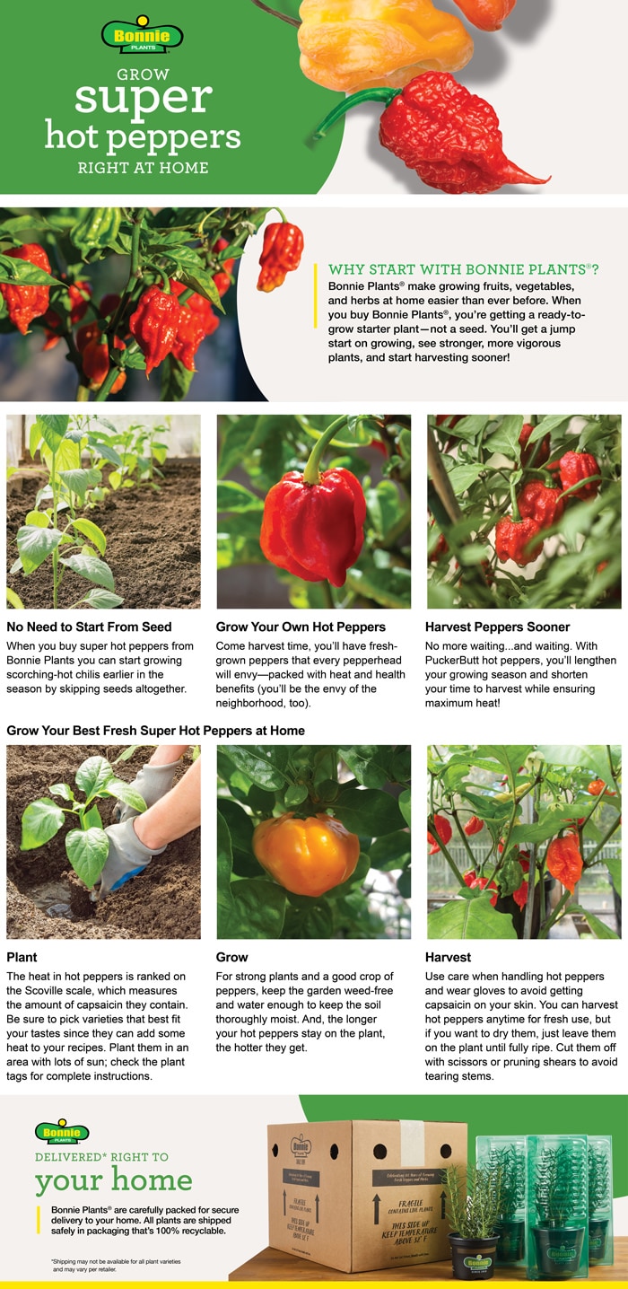 Grow fresh super hot peppers right at home. Why start with Bonnie Plants. Get a jump start on planting. Grow strong, vigorous plants. Harvest sooner. Delivered right to your home. Plant. Bonnie Core. Vegetable. Home garden. Jalapeno Pepper plant. Super hot pepper plant. 2 pack. Live plant.